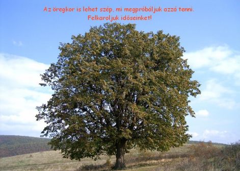 szokolyaert_6.jpg